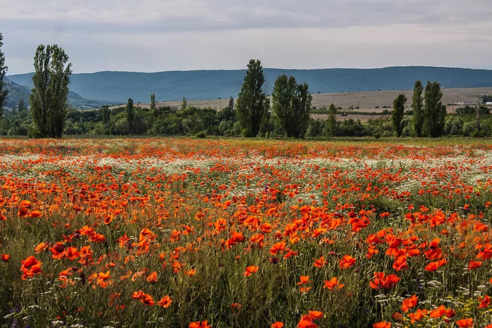 Маковые поля в Крыму. Маковое поле Крым Бахчисарай. Степи Крыма маки цветение. Тургеневка Крым Маковое поле. Крымские степи и крымские горы