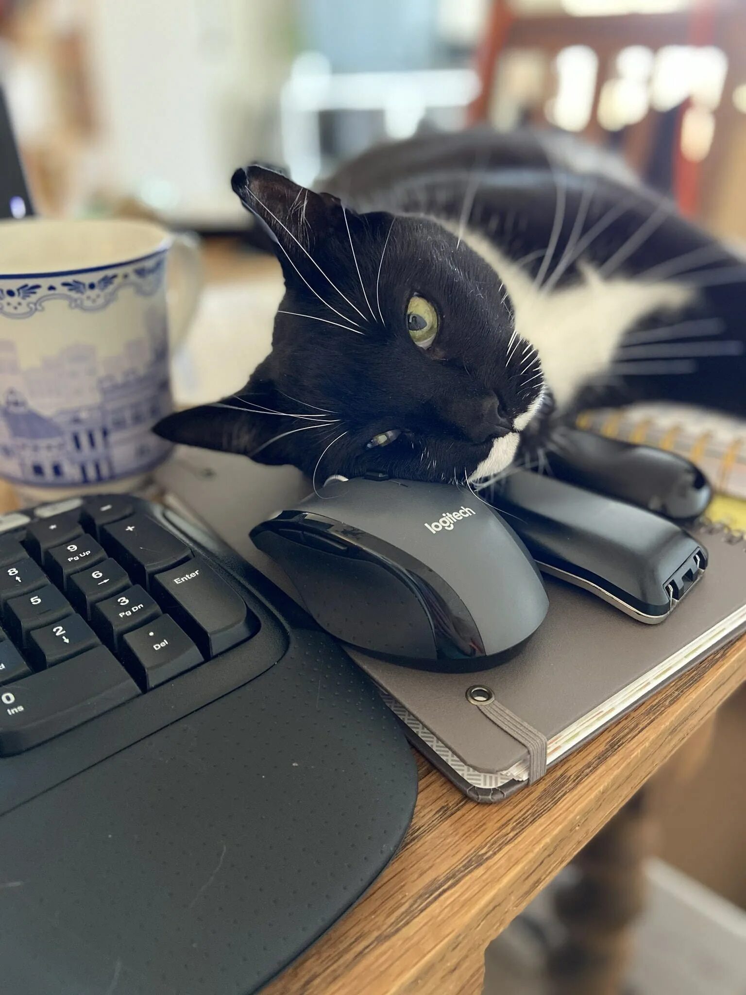Cats не работает