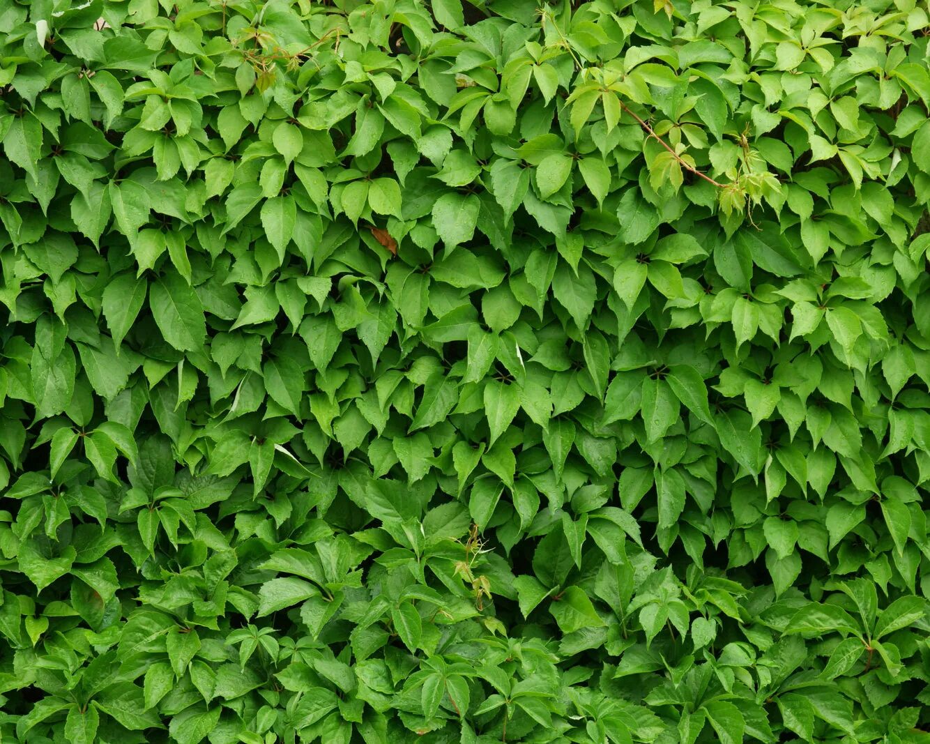 Девичий виноград пятилисточковый лиана. Девичий пятилисточковый. Девичий пятилисточковый. Девичий виноград пятилисточковый. "виноград девичий пятилисточковый parthenocíssus quinquefolia".