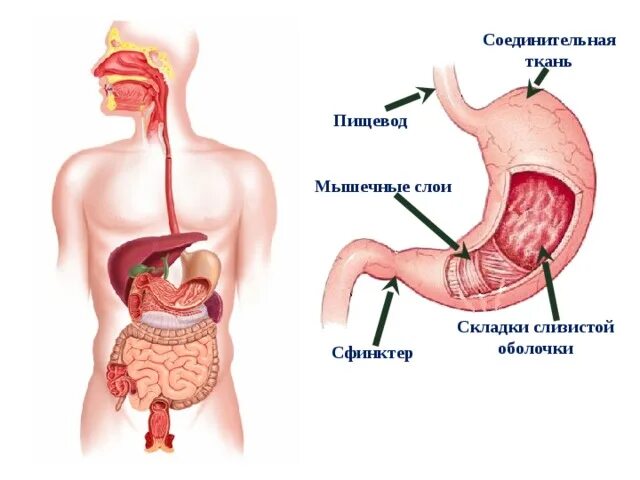 Желудок 8 класс биология кратко. Строение желудка анатомия. Желудок пищеварение в желудке анатомия. Желудок 8 класс биология кратко. Желудок 8 класс биология кратко.