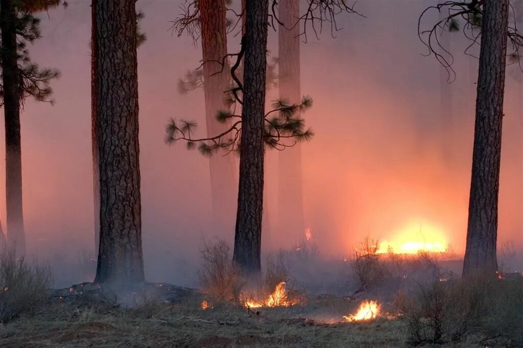 Хвойный пожар. Орегон лес. Пожары лес Солнечный дороги. Forest Fire Масловка. Yellowstone National Park Forest Fires.