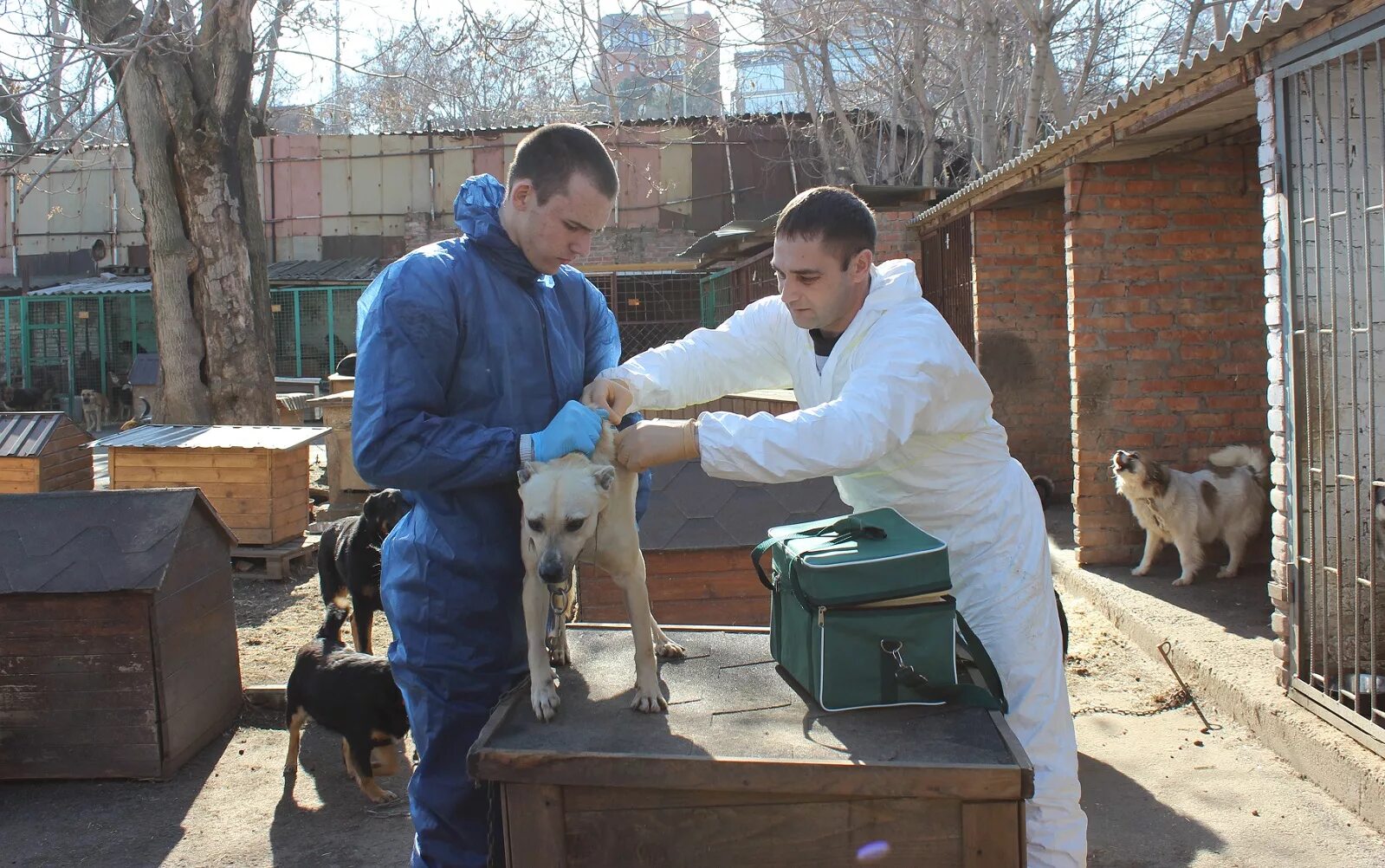 Отлов отлов безнадзорных животных. Волонтеры с собаками. Приют для собак. Понятие бездомные животные. Животные в приюте.