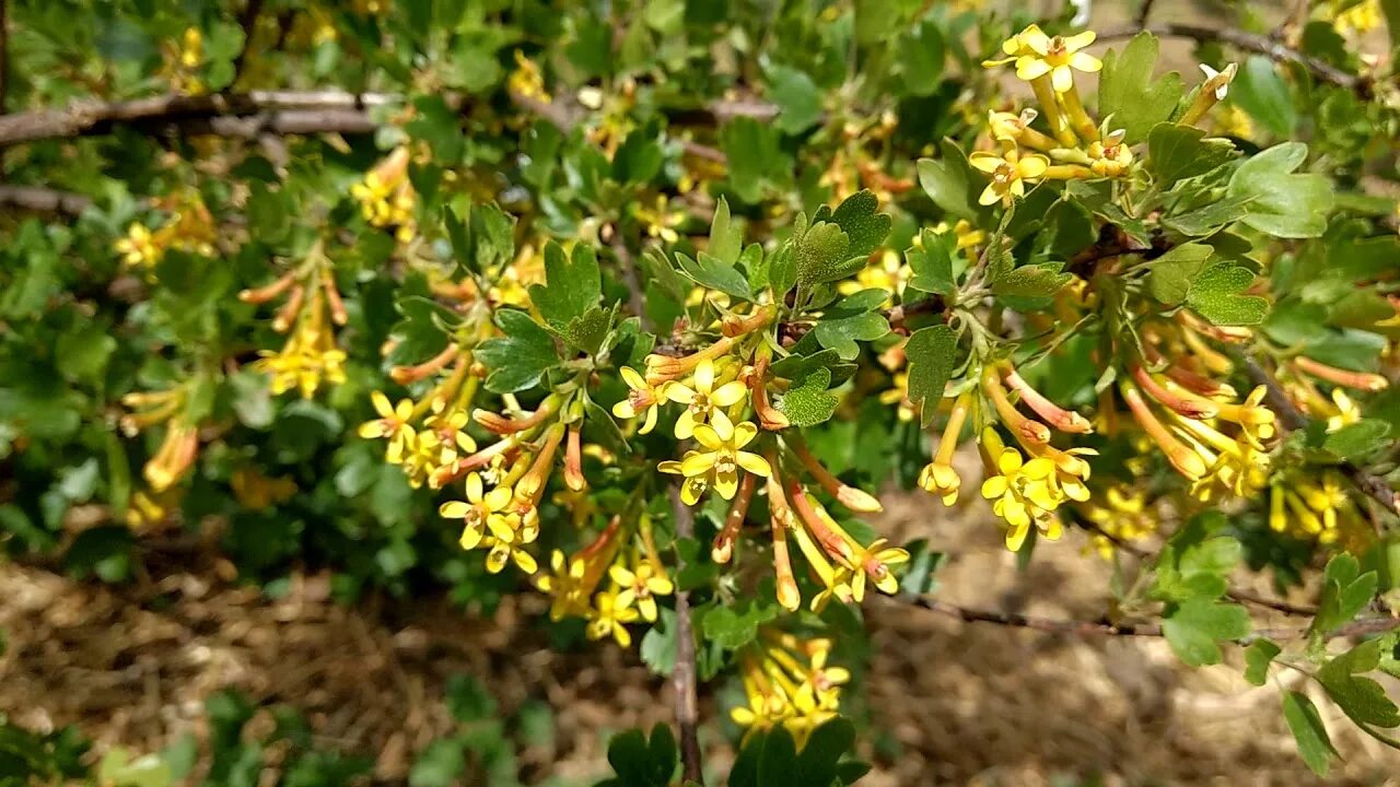 Смородина золотистая мускат. Смородина золотистая джемовая. Крандаль смородина золотистая. Смородина золотистая алтаргана. Смородина золотистая (ribes aureum).