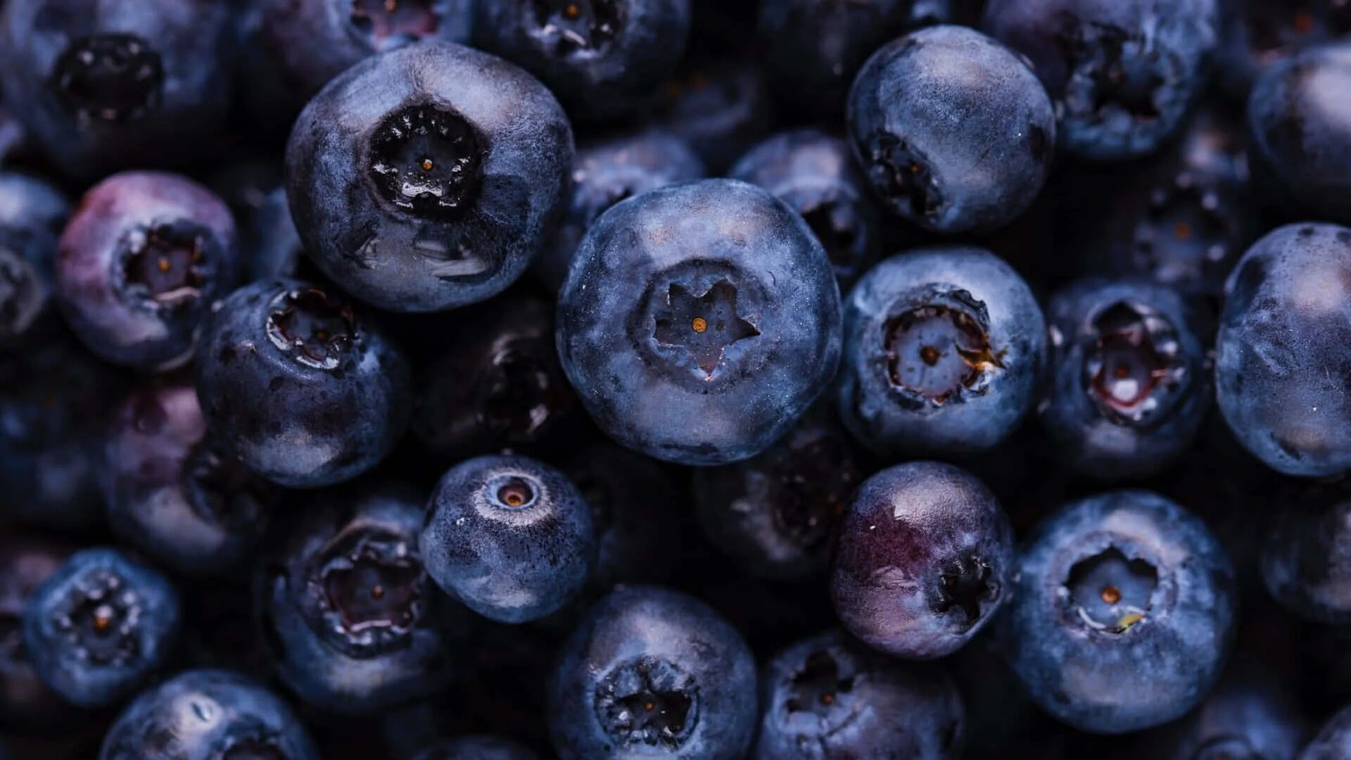 Лесная ягода гонобобель. Черника голубика смородина. Голубика. Blueberry berry. Голубика аюрведа.