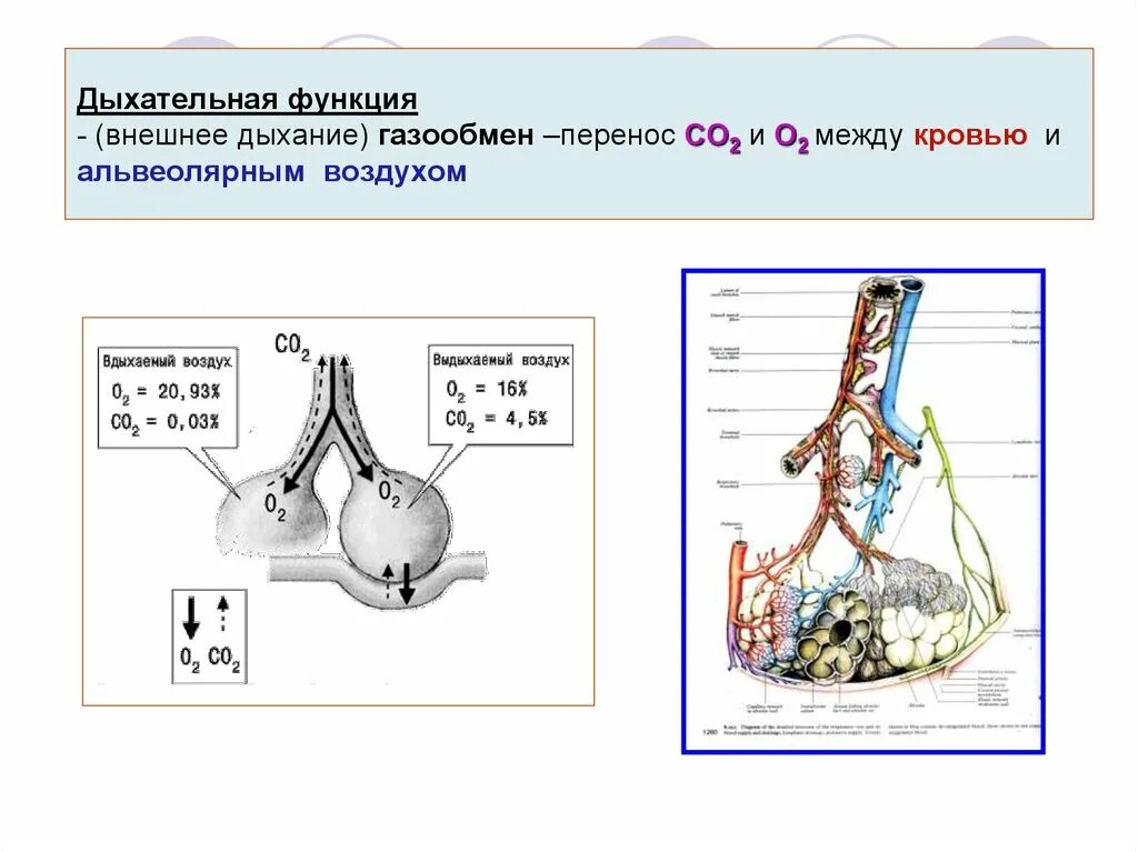 Обмен газов между альвеолярным воздухом и кровью