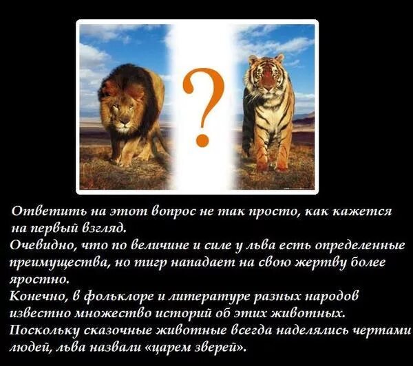 Что за лев этот тигр mp3. Лев или тигр. Кто сильнее Лев или тигр ответ. Тигр побеждает Льва. Тигр сильнее Льва.