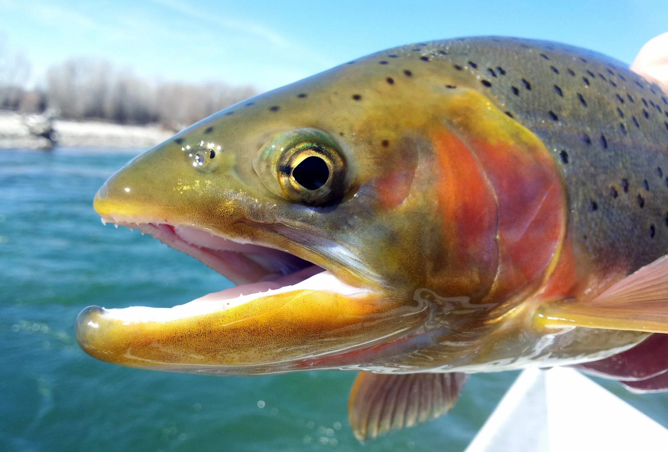 Песчаная форель. Форель океаническая. Rainbow Trout. Форель Грин Фиш. Радужная форель.