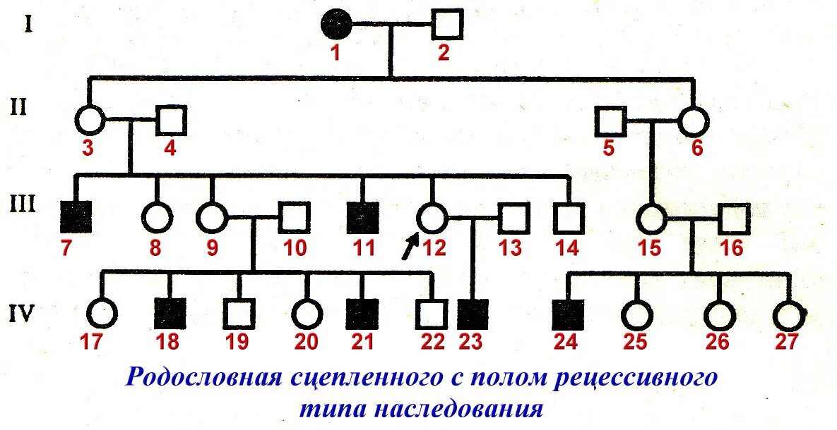 Х-сцепленный Тип наследования. Х сцепленный рецессивный Тип наследования. Х сцепленный рецессивный Тип наследования родословная. Родословная сцепленная с полом рецессивного типа наследования.