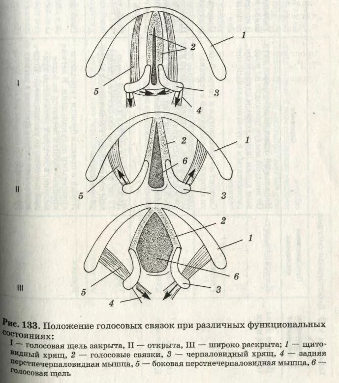 Голосовые складки при фонации. Голосовые складки схема. Голосовые связки схема. Строение истинных голосовых связок.