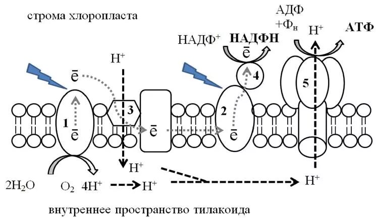 Атф задания. АТФ синтаза фотосинтез. Фотосинтез световая фаза схема тилакоида. Световая фаза на мембране тилакоидов. Мембрана тилакоида процессы фотосинтеза.