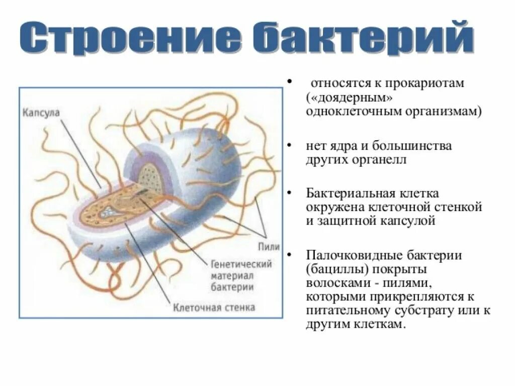 Прокариотами называются