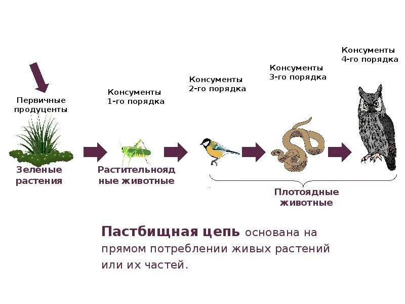 Цепи питания биология. Цепи питания биология 6. Цепи питания 5 кл биология. Пищевые цепи питания примеры 5 класс биология.