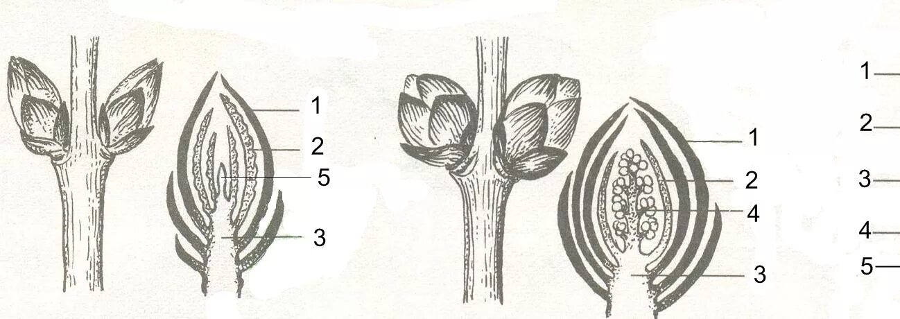 Вегетативная почка на побеге. Строение генеративной почки биология. Строение вегетативной почки растения. Строение генеративной почки. Строение почек растений вегетативная и генеративная.