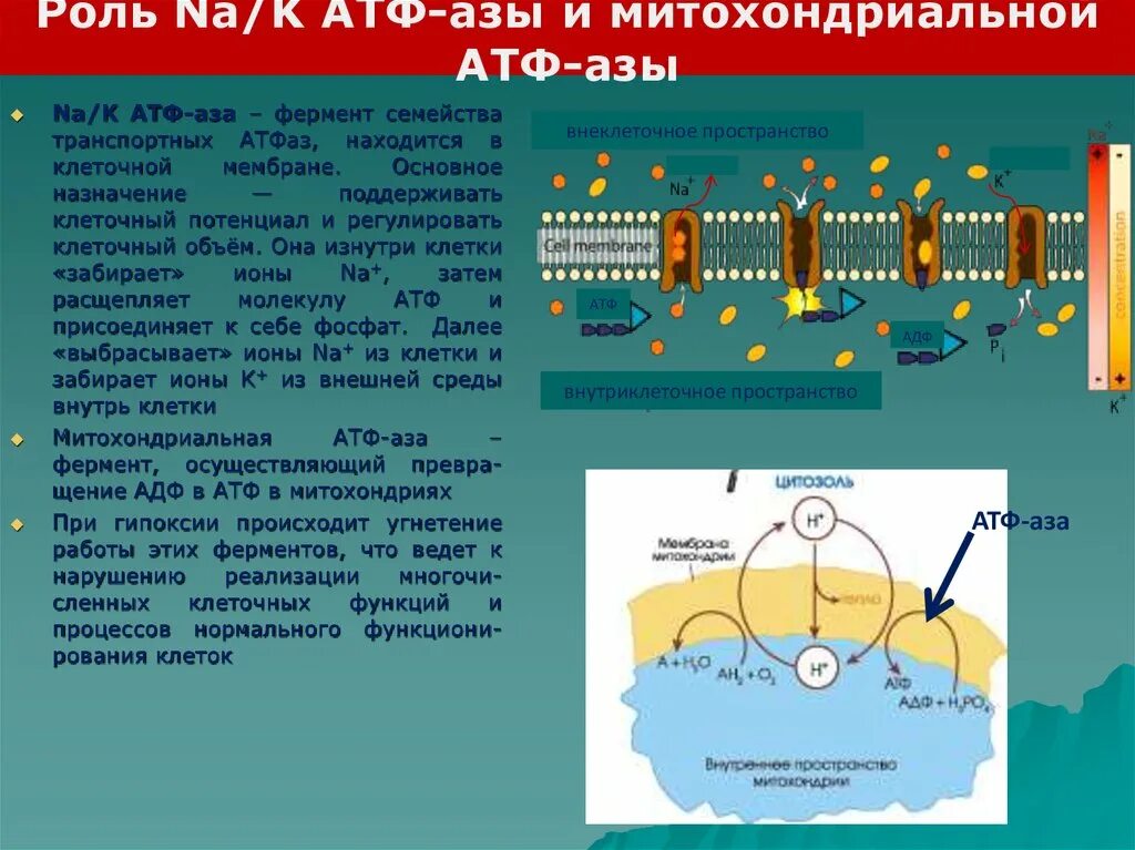 Атф na. Na-k-АТФ фермент. Роль na k АТФАЗЫ.