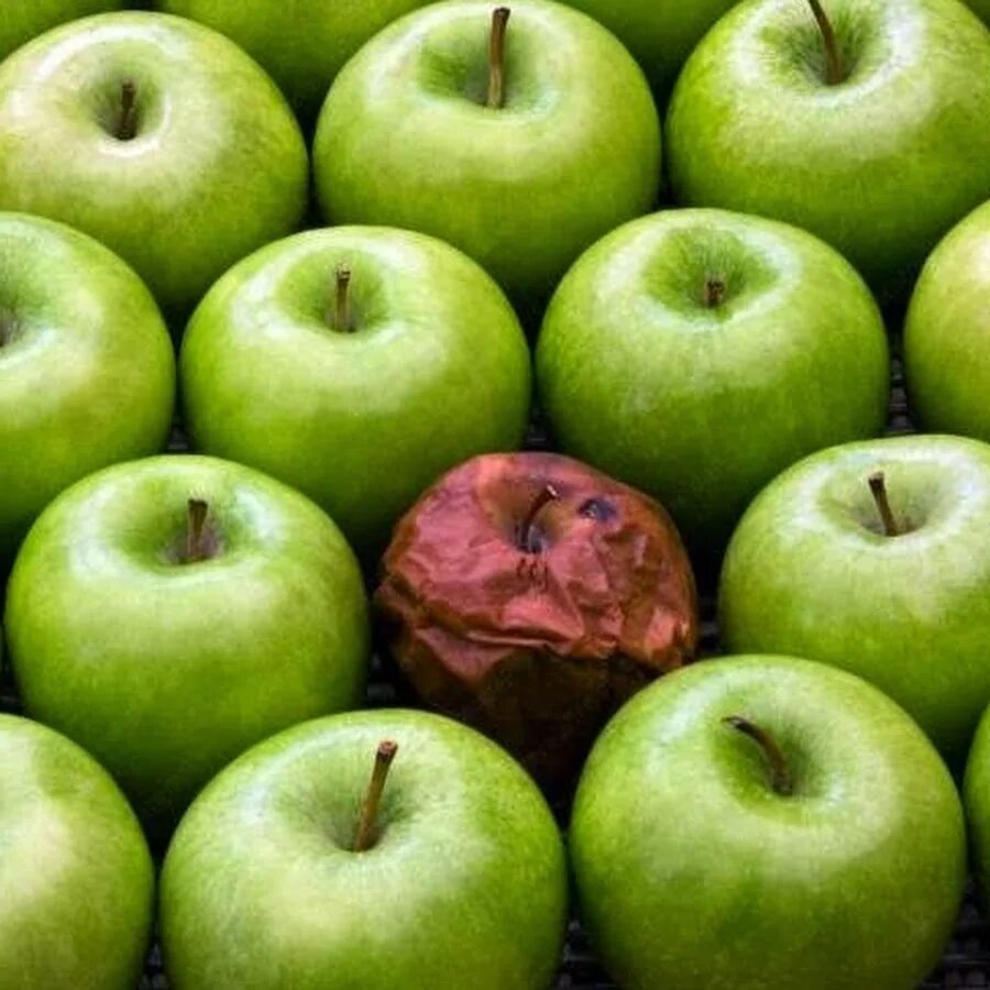 Видеть во сне яблоки красные много крупные. Видеть во сне красные яблоки. Яблоко красная голубка. Осень яблоки эстетика. Садовые яблоки эстетика.