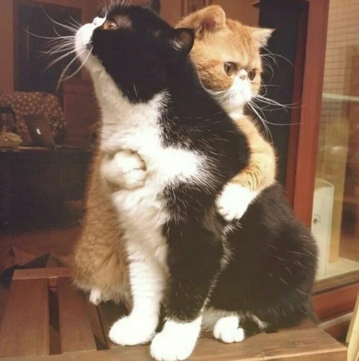 Твои любимые животные