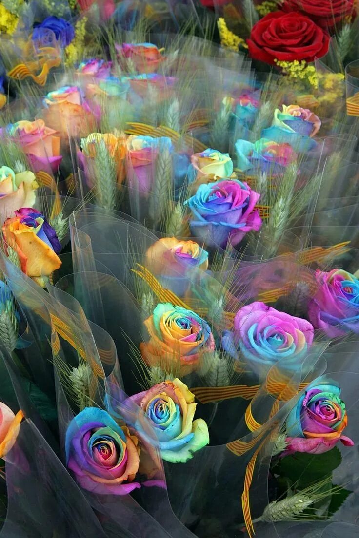 Рейнбоу цветок. Радужные цветы. Радужные розы. Розы снизу