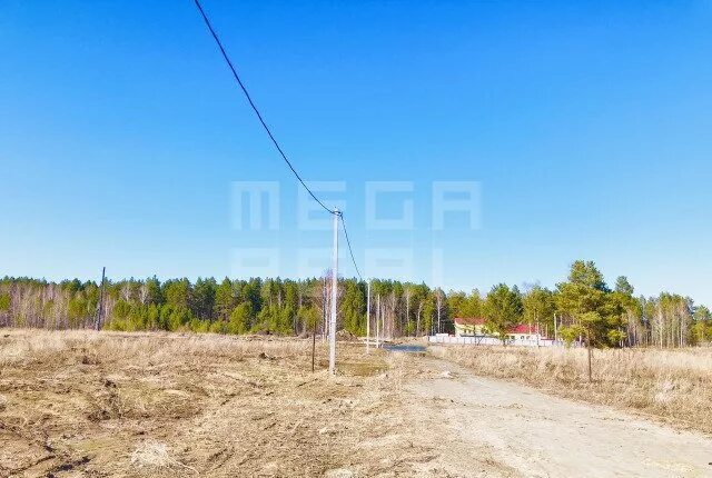 доска обрезная 25х150х6000. сосна обыкновенная крупномер. пляж сосны. 25 сосен. 25 сосен.