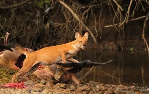 Red hunting