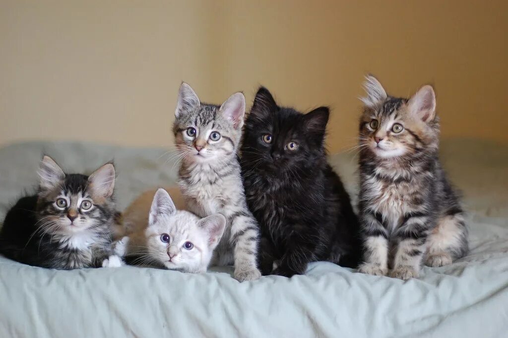 Пять котят. Много котят. Котята разных окрасов. Котята разной окраскраски. Котята 5 играть