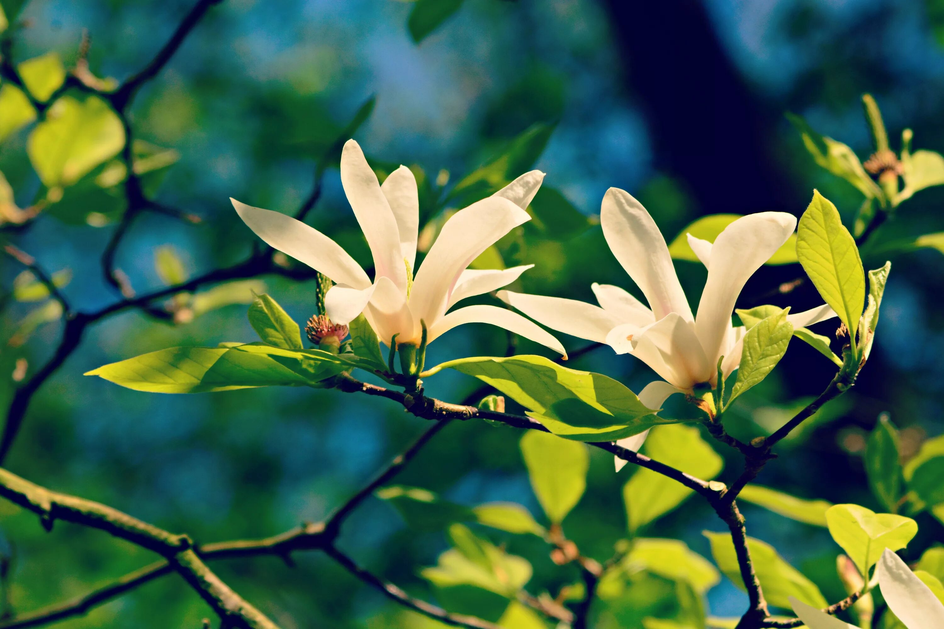 7 Types of Spring-Flowering Trees - 2025 - MasterClass