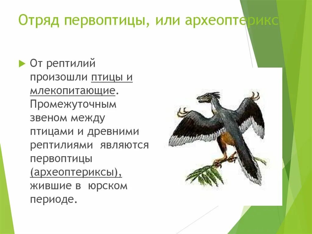 Археоптерикс Эволюция птиц. Археоптерикс птицы и млекопитающие. Археоптерикс птица или пресмыкающееся. Птицы произошли от древних пресмыкающихся.