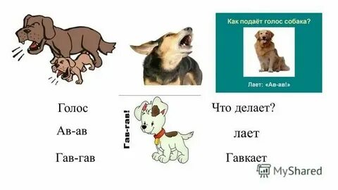 Собака лаит или лает