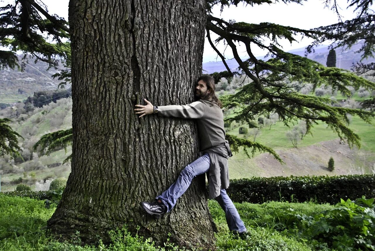 I am in a tree