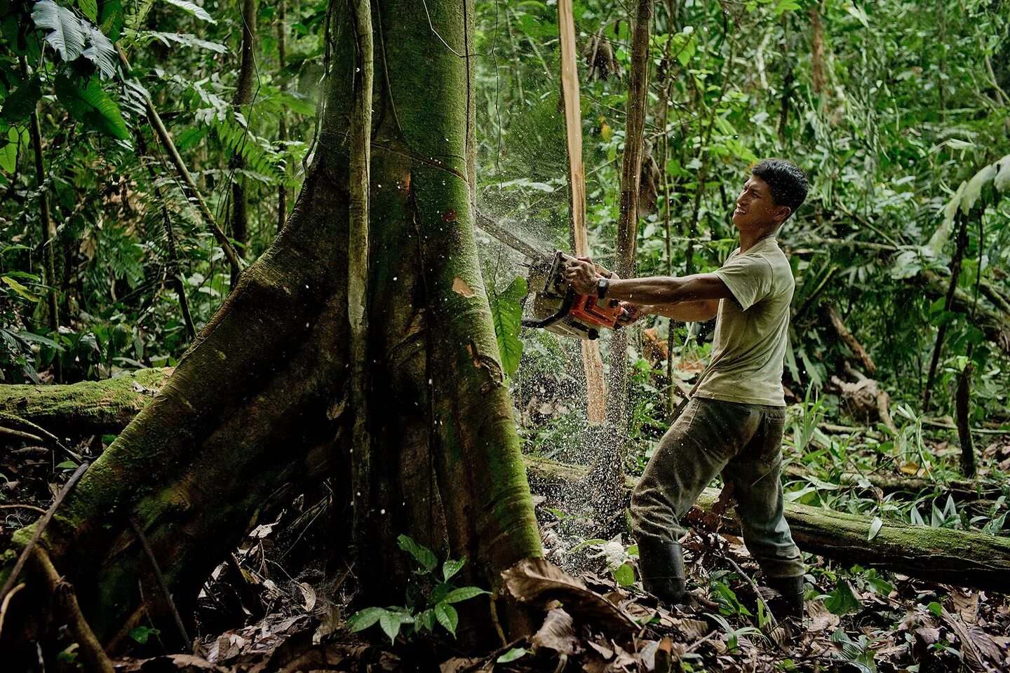 Cut down forest. Cut Forest. Forest Cutting. Cutting down Trees. Cutting Rainforest.