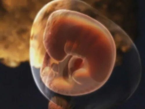 Видео 3 недели. Плод на 1-2 неделе беременности. Эмбрион 1-2 недели беременности. Эмбрион 1-2 недели беременности фото. Эмбрион на 2-3 недели беременности.