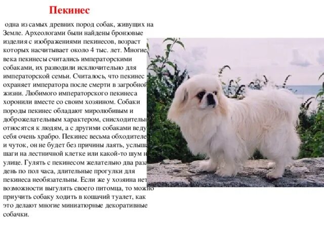 Пекинес собака характеристика породы. Пекинес рассказ о породе. рассказ о породе собак пекинес. пекинес морфологическое описание. пекинес описание породы.