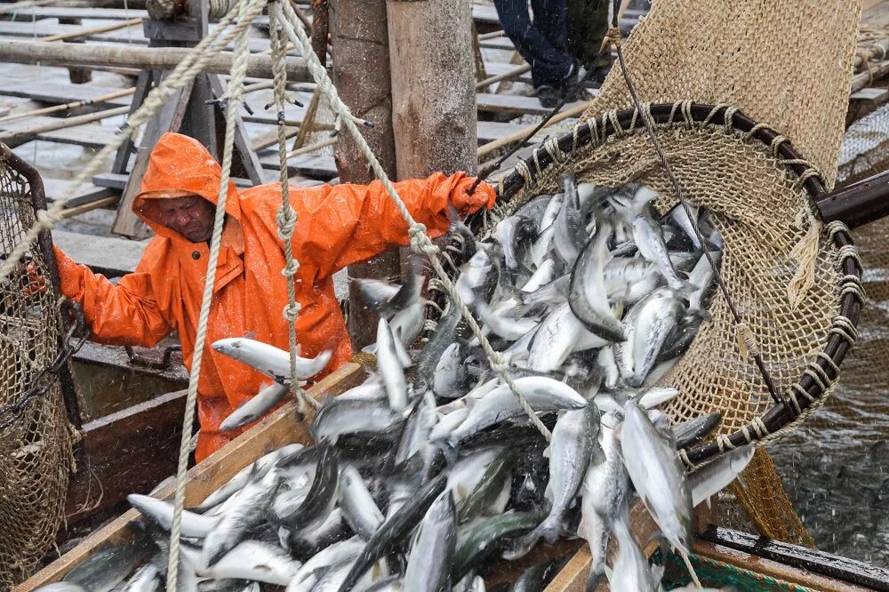 Где добыть рыбу. Рыболовство. Промысел рыбы. Промысловая добыча рыбы. Рыбная промышленность дальнего Востока.
