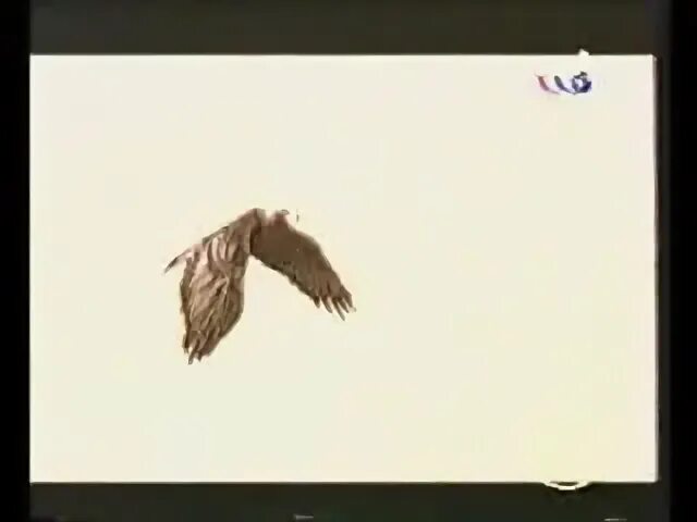 Наутилус Помпилиус птица. Наутилус Крылья одинокая птица. Одинокая птица Nautilus Pompilius. Наутилус Помпилиус - одинокая птица (1995).