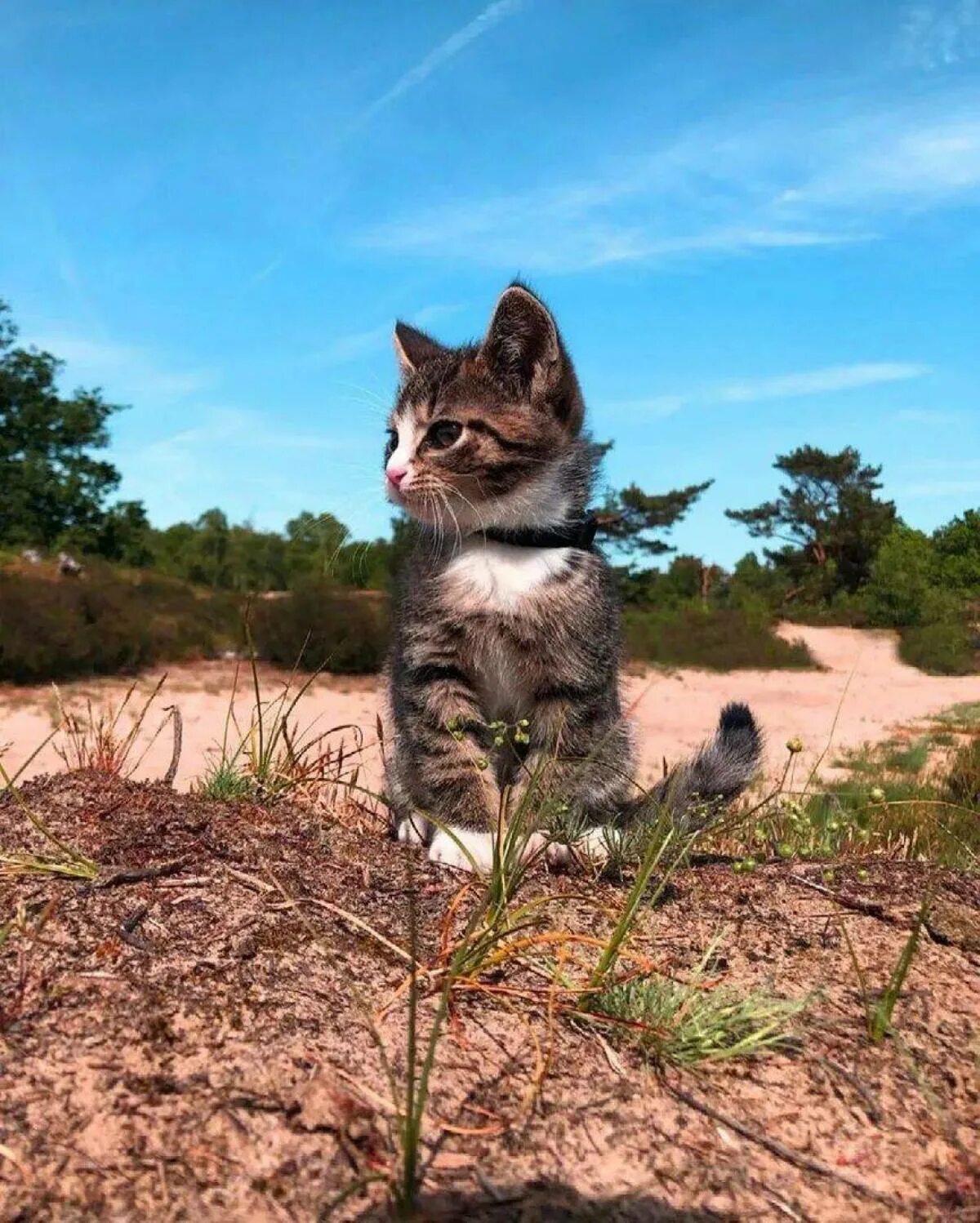 Котенок лайк лайки. Котенок лайк. Котенка лайка. Кот лаки. Котенок Игроман.