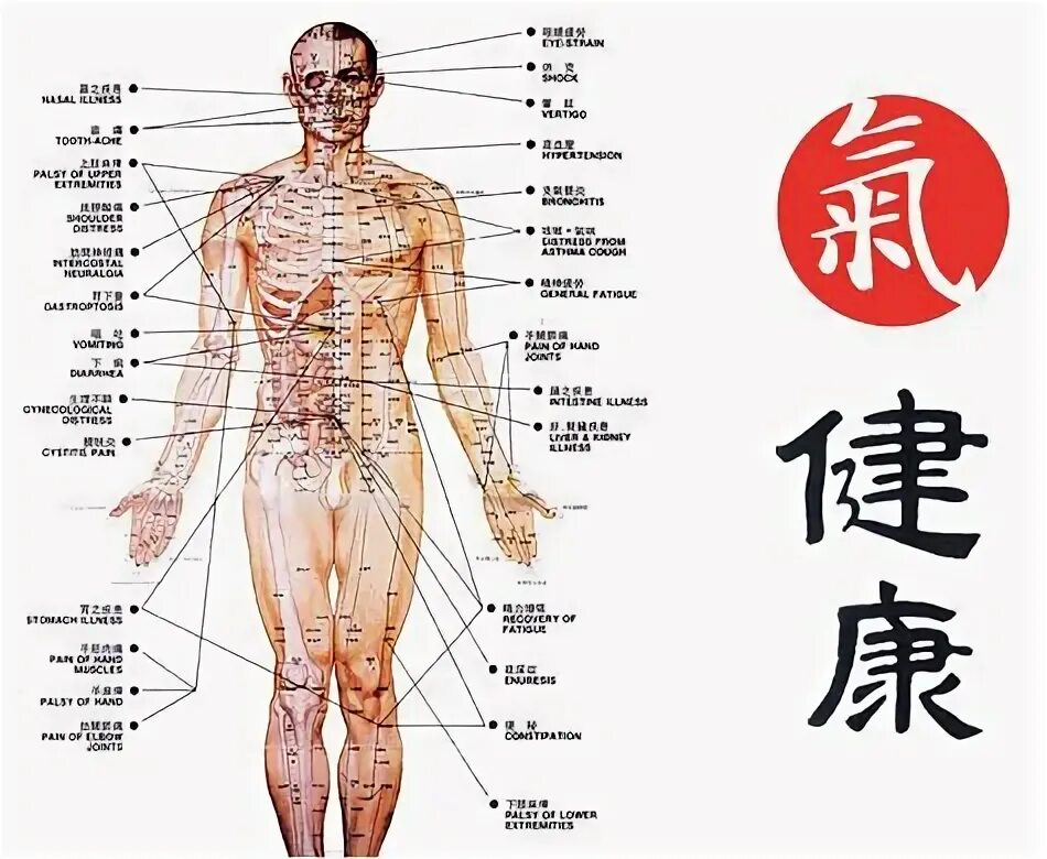 Китайская медицина органы. О китайской медицине. Точки по китайской медицине. Китайская точечная медицина. Внутренние органы на китайском.
