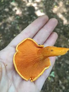 Лисичка как отличить фото