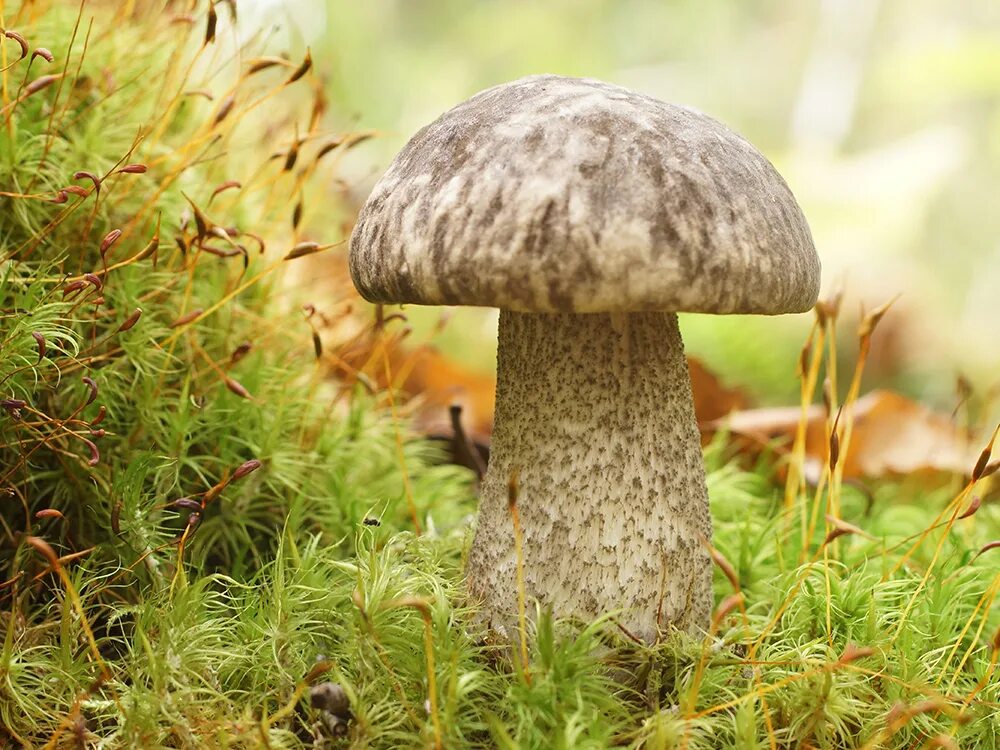 Подберезовик относится. Подберёзовик разноцветный Leccinum variicolor. Белый гриб и подберезовик. Подберезовик поганка. Агарикоидные базидиомицеты.