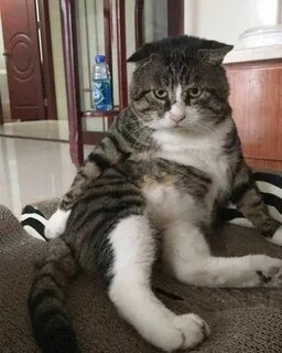 Ах кот