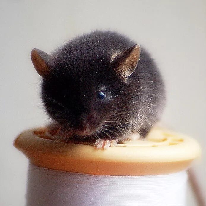включи черную мышку. C57bl/6j.