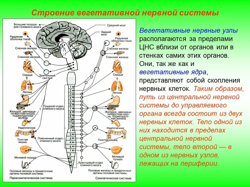 Какие органы отвечают за движение