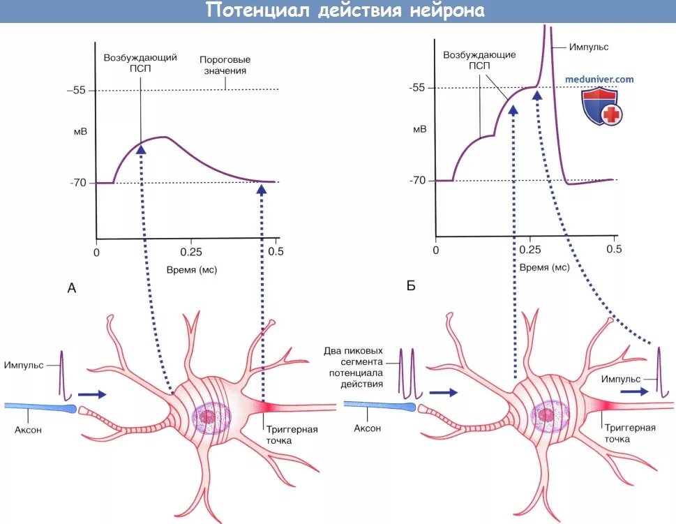 Нервные действия. Схема потенциала действия нервной клетки. Потенциал действия в нейроне возникает в. График потенциала действия нервной клетки. График потенциала действия нейрона.