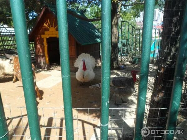 Зоопарк санаторий октябрьский отзывы. Зоопарк октябрьский сочи. Красиво зоопарк санаторий борисовка. Зоопарк сочи адлер. Зоопарк сочи адлер.