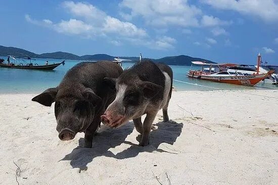 Экскурсия "Лодочный трип со снорклингом и остановкой на Pig Island", Самуи - 11 