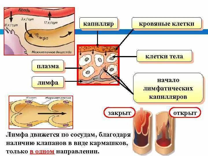 Плазма образует тканевую жидкость. Кровь лимфа межклеточная жидкость. Тканевая жидкость таблица. Образуется из плазмы крови. Лимфа образуется из плазмы крови.