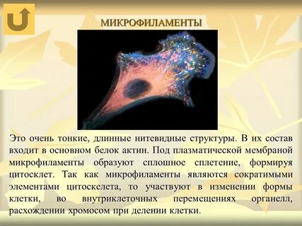 Микрофиламенты это