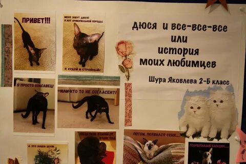 Фотовыставка мой любимый питомец