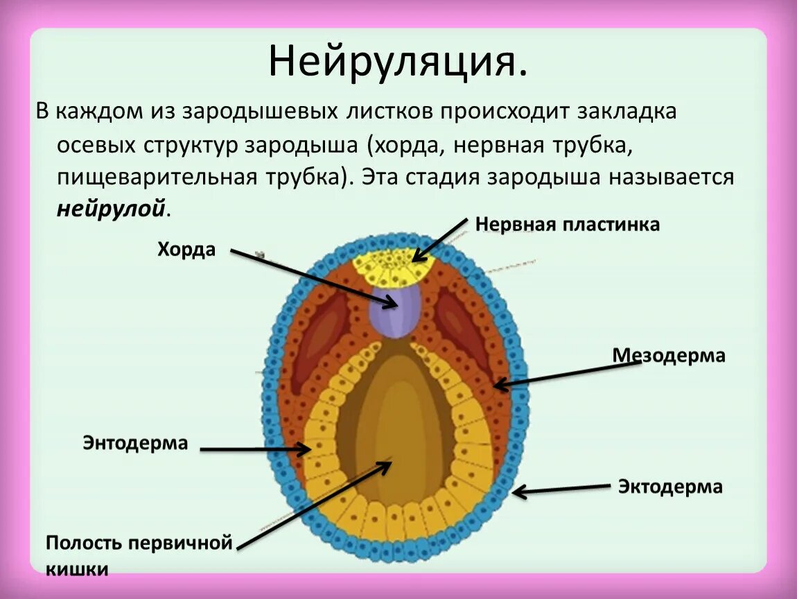 Какой зародышевый листок формируется на стадии. Зародышевый мешок нейрулы. Нейруляция строение зародыша. Эмбрион нейрула. Нейрула стадия стадия.
