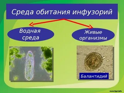 Жгутиконосцы и инфузории 7 класс