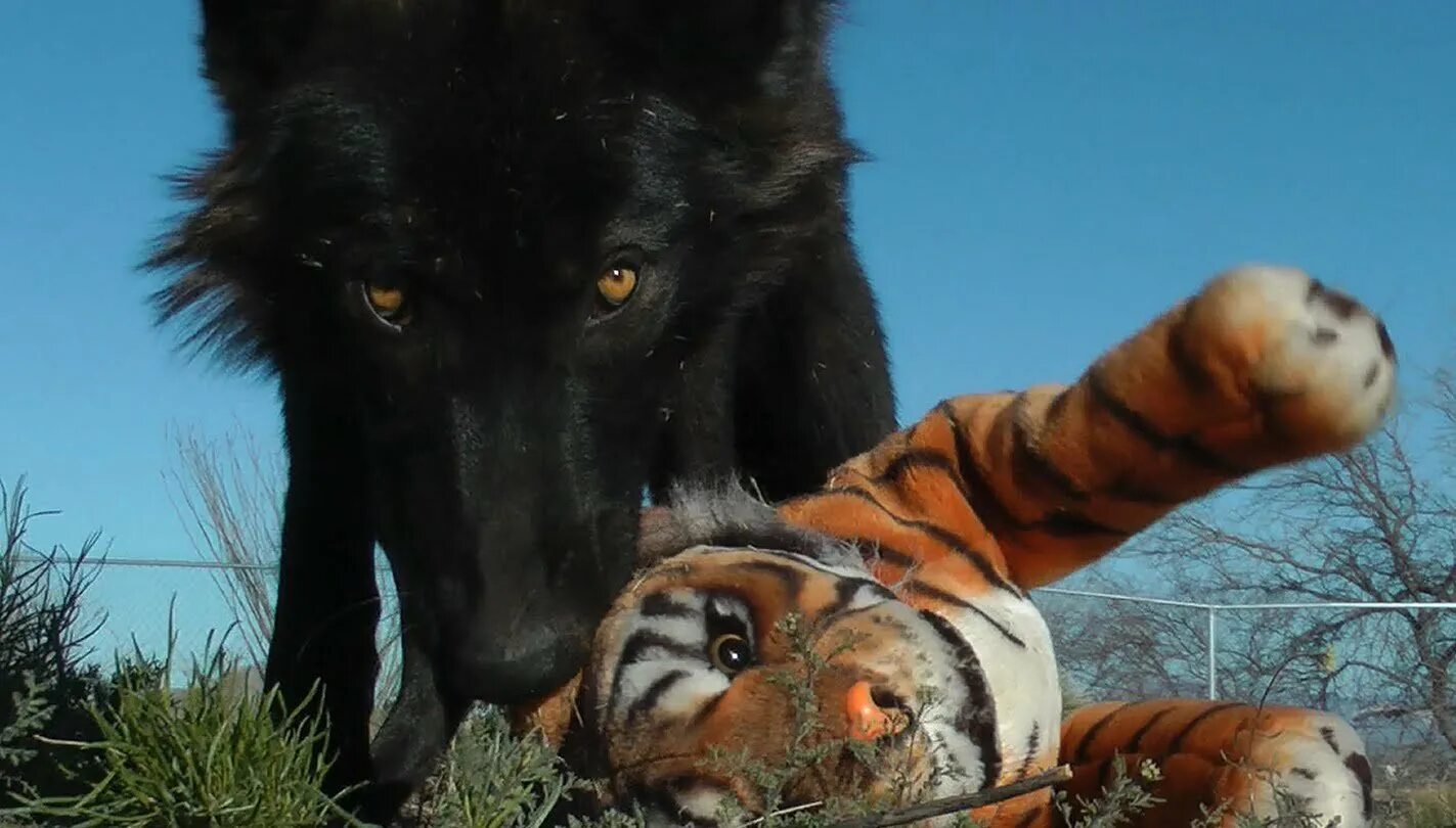 волки медведи тигры. алмазная мозаика байанай. саблезубый тигр оборотень фурри. волк и тигр. медведь гризли против тигра.