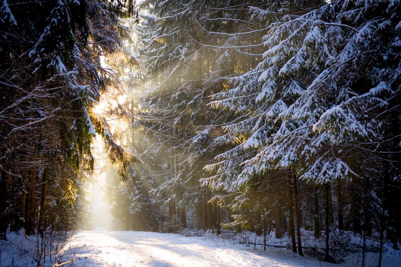 Зимний лес зимой. Зимний лес. Зимний лес солнце. Зимой в лесу. Зимний Солнечный лес.